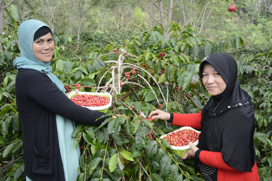 Educate the Curious: Sumatra