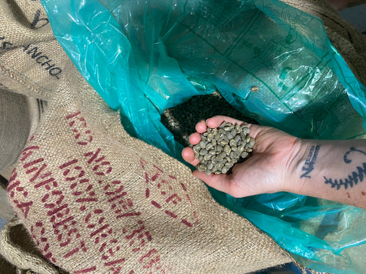 Educate the Curious: Anatomy of a coffee bean