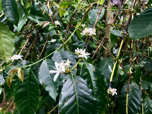 Educate the Curious: Arabica & Robusta Coffee