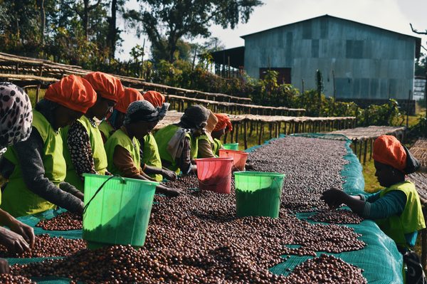 Educate the Curious: The history of coffee