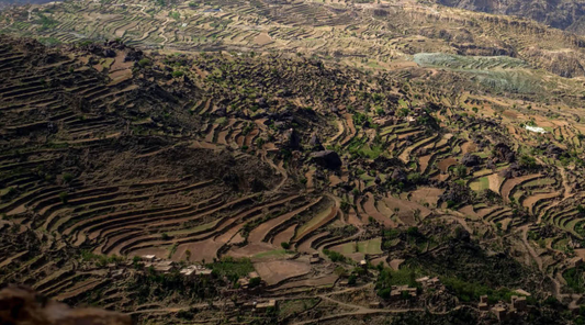 Mad Priest Coffee Finds Holy Grail in Yemen, Literally