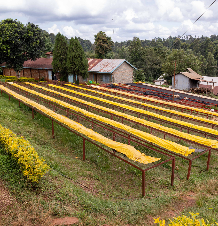 Rianjagi | Kenya