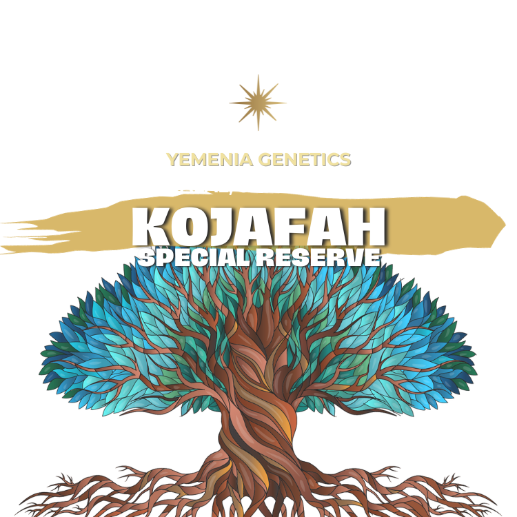 KOJAFAH SPECIAL RESERVE | YEMEN | NATURAL | 100g