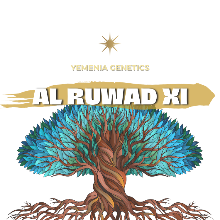 AL RUWAD XI | YEMEN | ALCHEMY | 100g