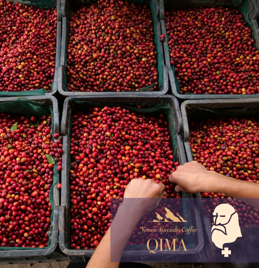 Exclusive Yemenia Tasting | Saturday August 15th