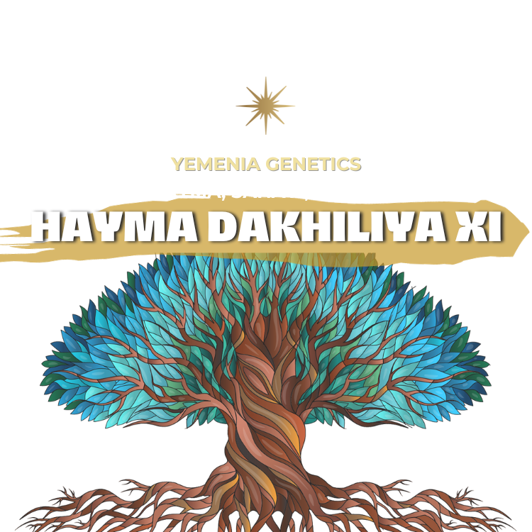 HAYMA DAKHILIYA XI | YEMEN | ALCHEMY | 100g
