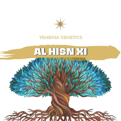 AL HISN XI | YEMEN | ALCHEMY | 100g