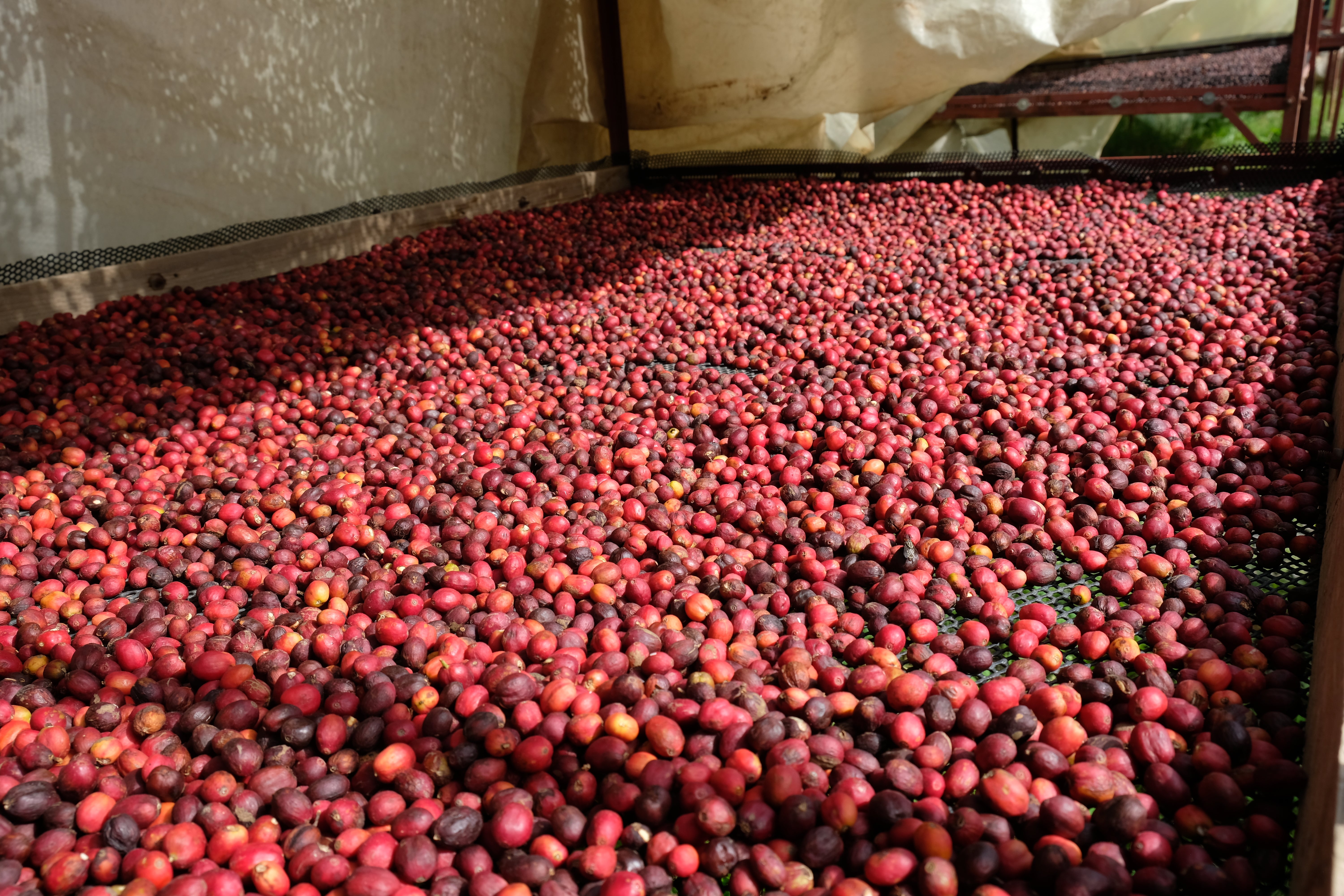 RESERVE: Wadi Janat Village - Yemen