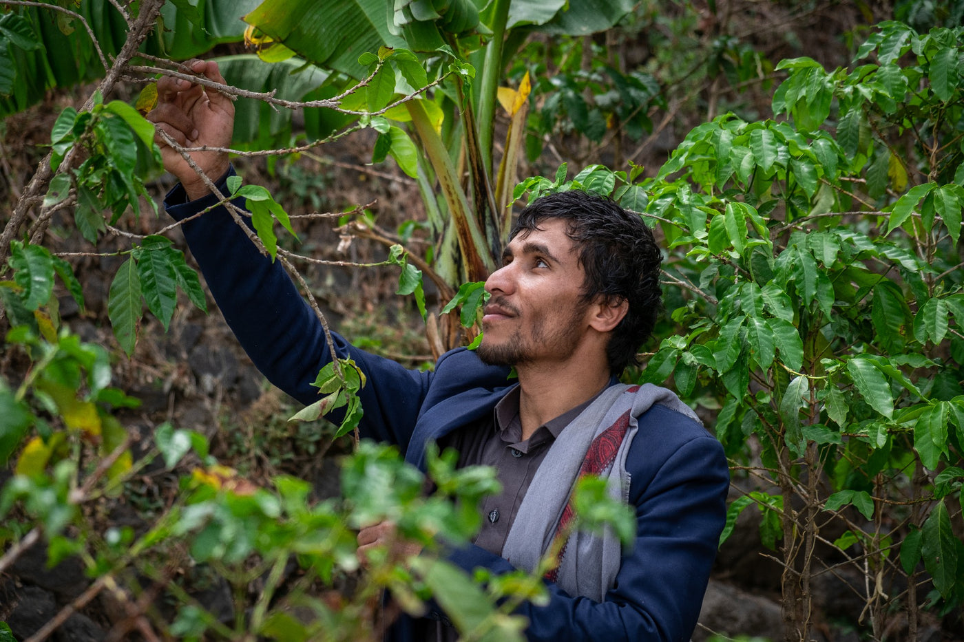 YEMEN | HAYMA PEABERRY | NATURAL