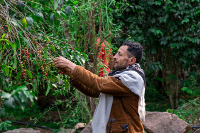 YEMEN | HAYMA PEABERRY | NATURAL