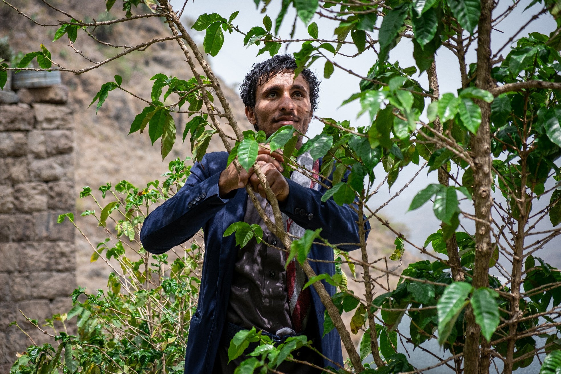 YEMEN | HAYMA PEABERRY | NATURAL
