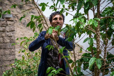 YEMEN | HAYMA PEABERRY | NATURAL