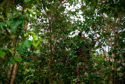 YEMEN | HAYMA PEABERRY | NATURAL