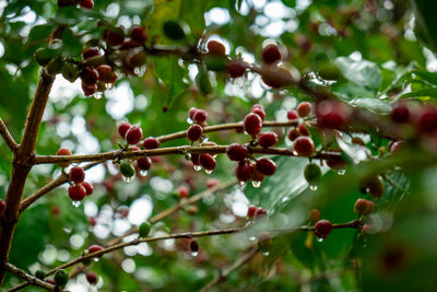 YEMEN | HAYMA PEABERRY | NATURAL