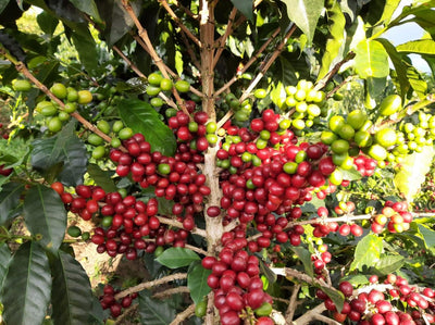 PERLA DEL OTÚN | COLOMBIA | SUDAN RUME | 100g