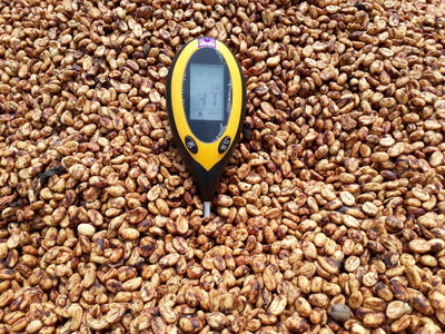 PERLA DEL OTÚN | COLOMBIA | SUDAN RUME | 100g