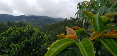 PERLA DEL OTÚN | COLOMBIA | SUDAN RUME | 100g