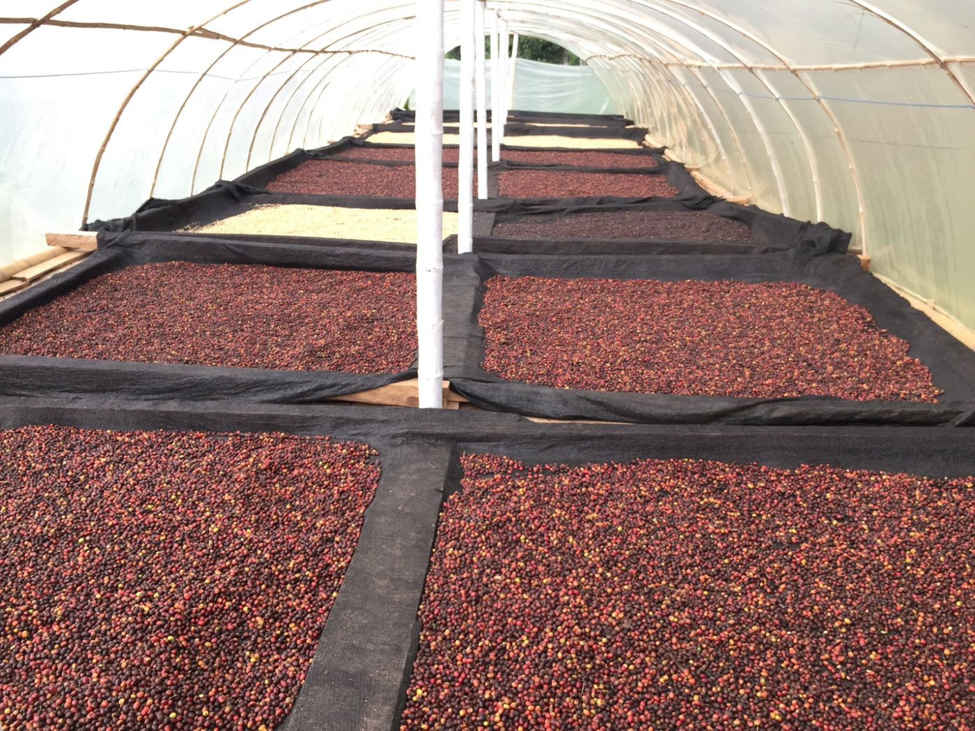 PERLA DEL OTÚN | COLOMBIA | SUDAN RUME | 100g