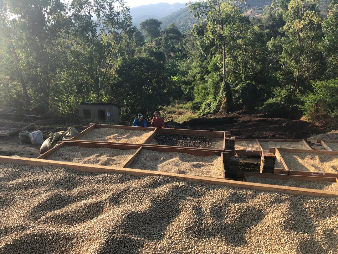 Tanzania | Iyenga Amcos Washed